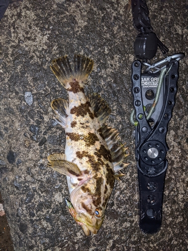 タケノコメバルの釣果