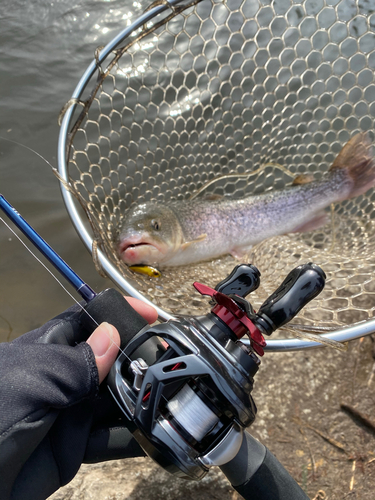 イトウの釣果