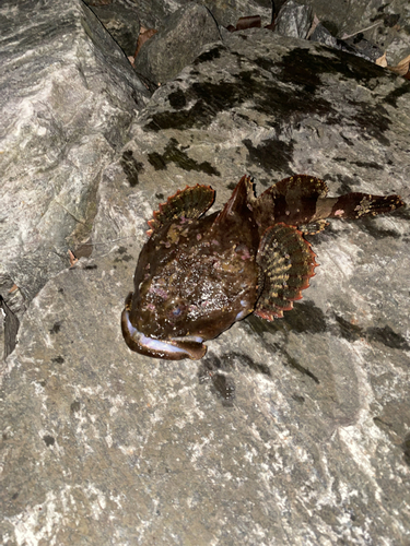 カジカの釣果