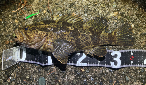 タケノコメバルの釣果