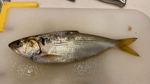 コノシロの釣果