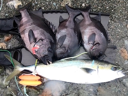 ブリの釣果