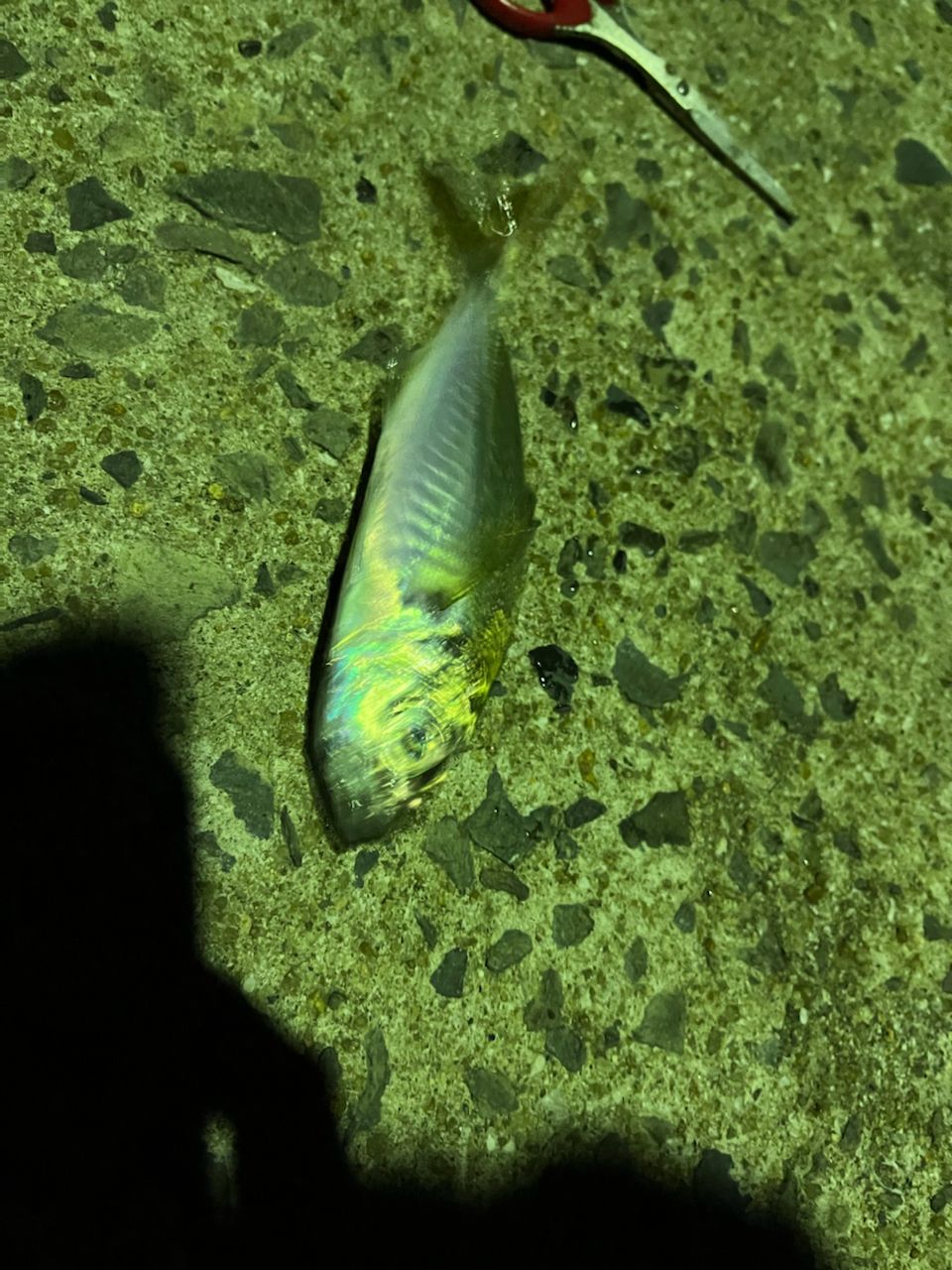 アジ