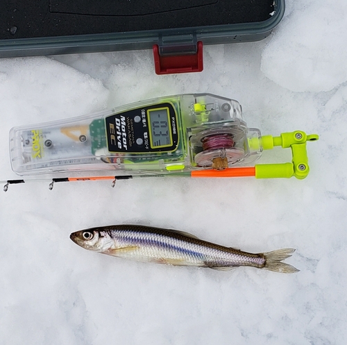 ワカサギの釣果