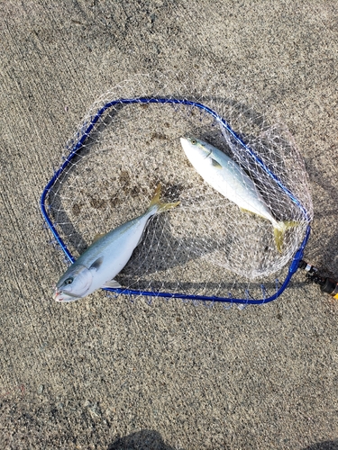 ハマチの釣果