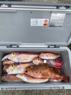 アマダイの釣果