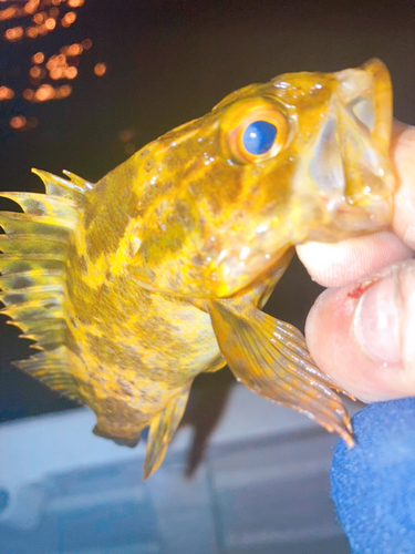 タケノコメバルの釣果