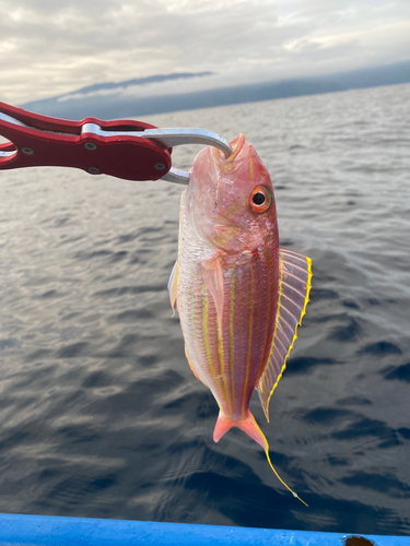 イトヨリダイの釣果