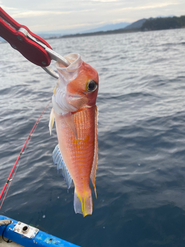 アマダイの釣果