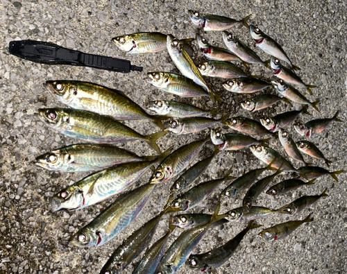 マアジの釣果