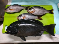 メジナの釣果