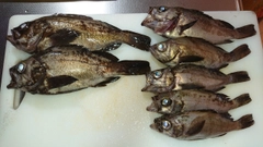 シロメバルの釣果