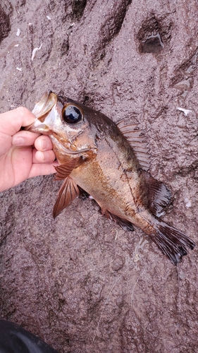 アカメバルの釣果