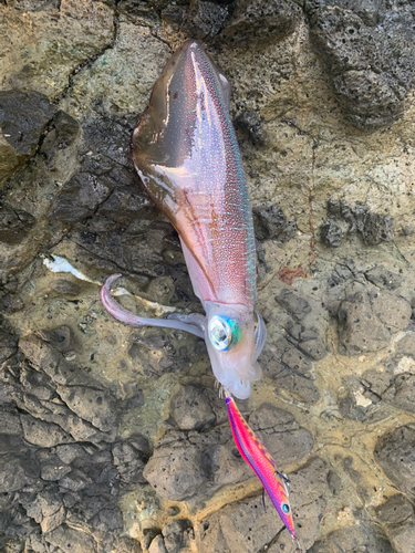 アオリイカの釣果