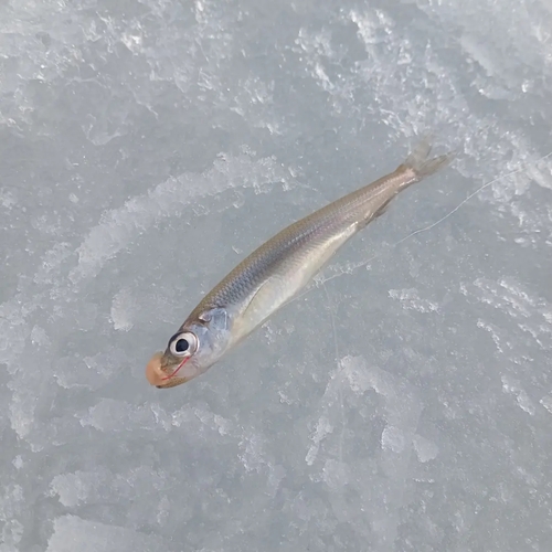 ワカサギの釣果