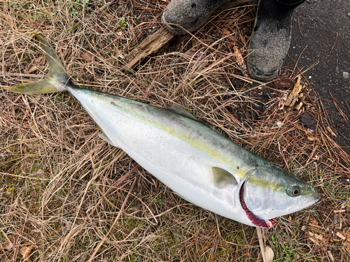 ブリの釣果