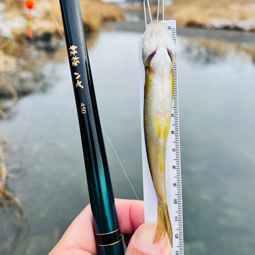 カワムツの釣果