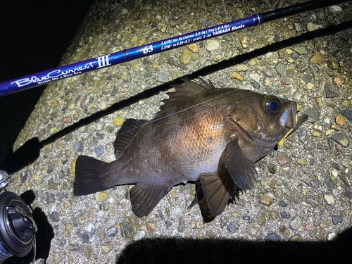 メバルの釣果