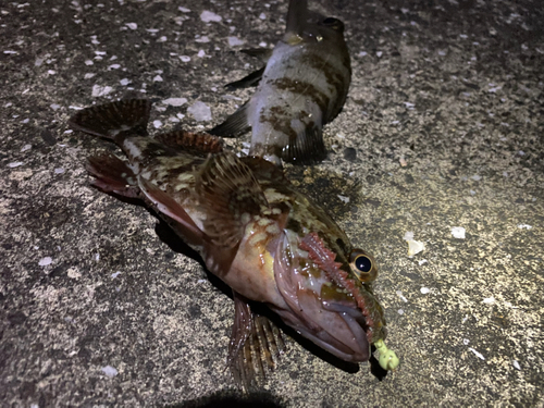 カサゴの釣果