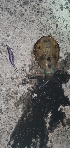 アオリイカの釣果