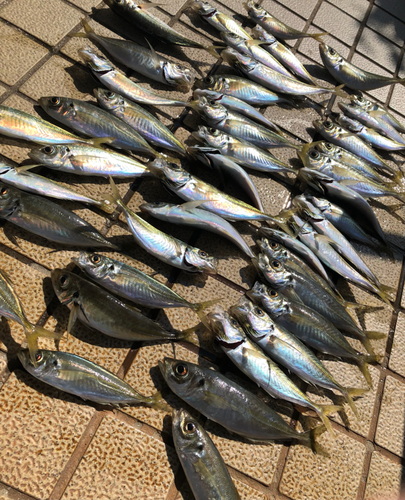 アジの釣果