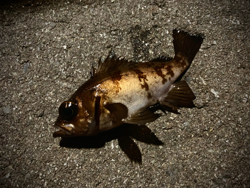 シロメバルの釣果