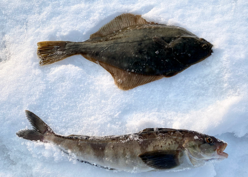 カレイの釣果