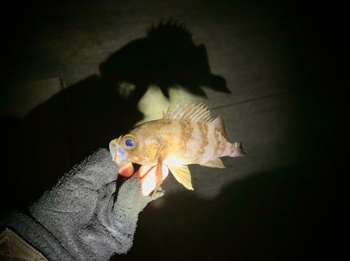 シロメバルの釣果