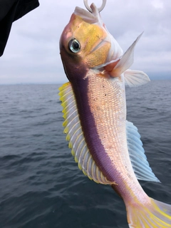 アマダイの釣果