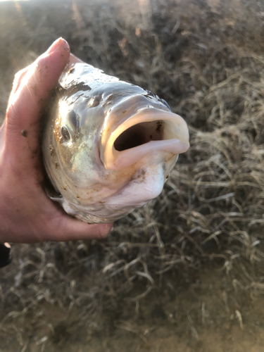 フナの釣果