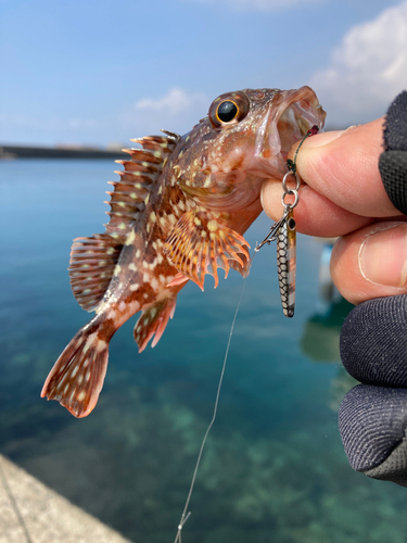 アラカブの釣果