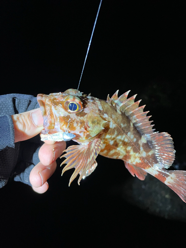 ガシラの釣果