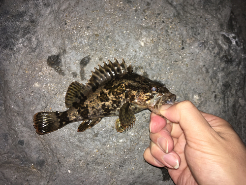 タケノコメバルの釣果