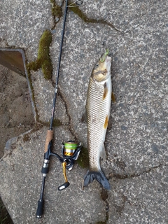 ニゴイの釣果