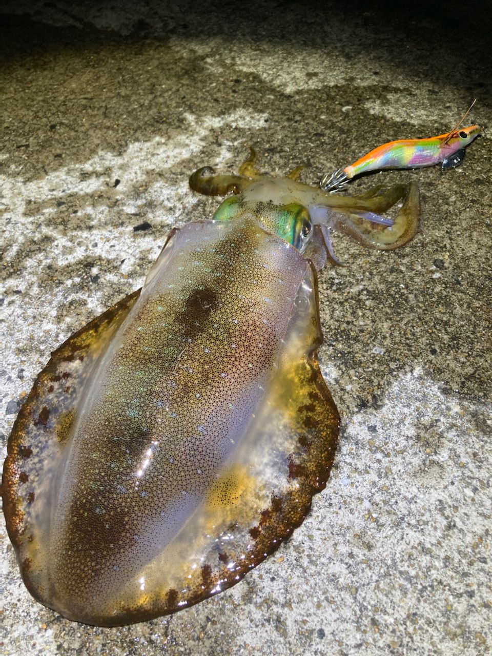 アオリイカ