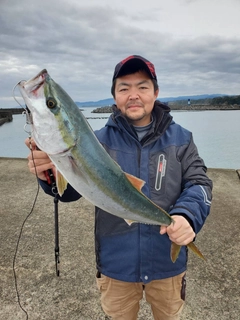 ブリの釣果