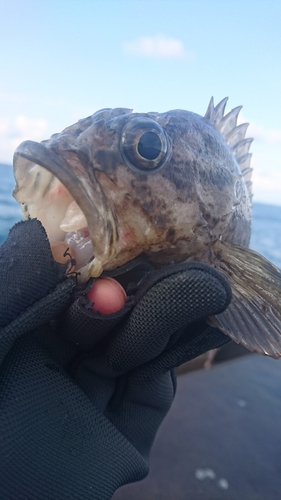 ムラソイの釣果