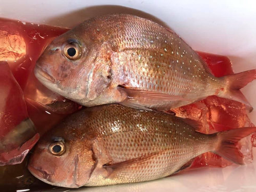 タイの釣果