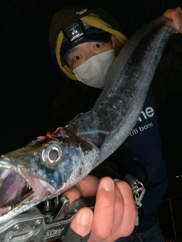 タチウオの釣果