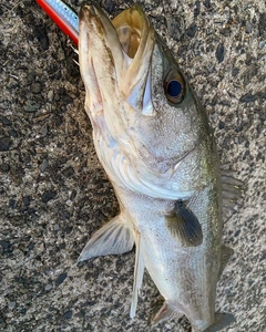 ヒラスズキの釣果