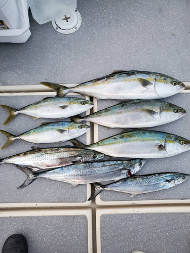 ハマチの釣果