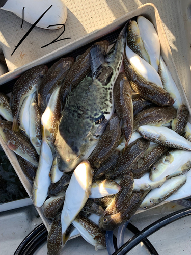 ショウサイフグの釣果