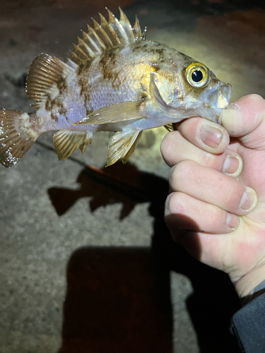 メバルの釣果