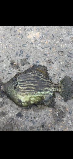 カワハギの釣果