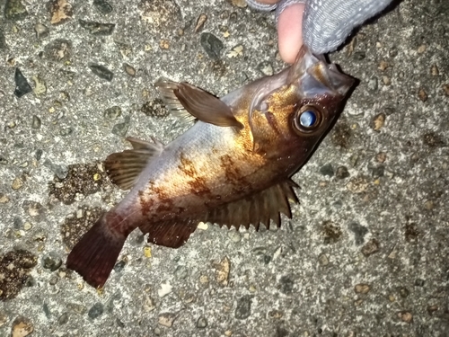 メバルの釣果