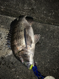 クロダイの釣果