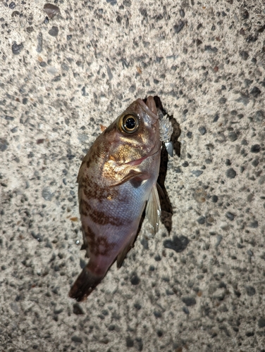 メバルの釣果