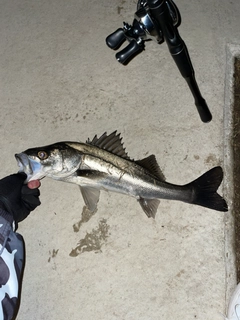 フッコ（マルスズキ）の釣果