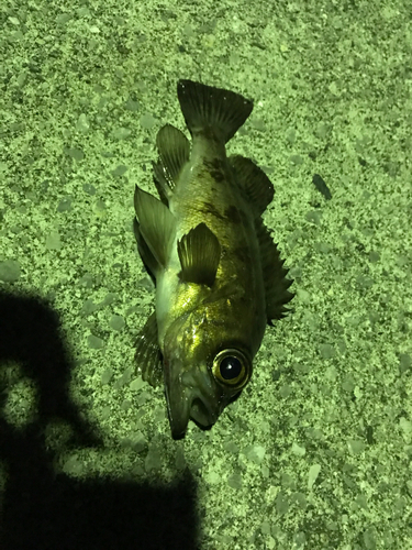 メバルの釣果