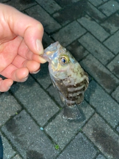 メバルの釣果